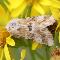 eremobia_ochroleuca2md (Eremobia ochroleuca)