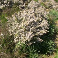 erica_arborea3md (Erica arborea)