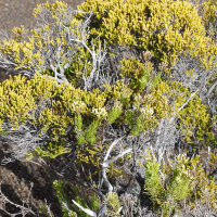 erica_reunionensis4md (Erica reunionensis)