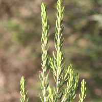 erica_scoparia3md (Erica scoparia)