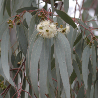 eucalyptus_globulus4bd (Eucalyptus globulus)