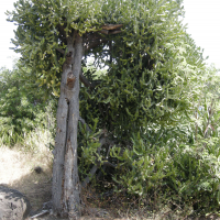 Euphorbia lactea (Euphorbe lactée)