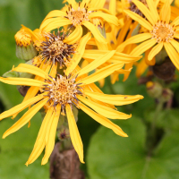 ligularia_dentata2md