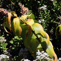 Maianthemum gigas (Maianthème géant)