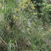 Neurolaena lobata (Herbe à pique, Tabac à diable)