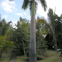 Roystonea oleracea (Palmier royal, Palmiste colonne)
