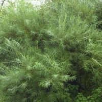 Salix elaeagnos (Saule à feuilles de chalef)