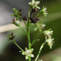 saxifraga_paniculata1md (Saxifraga paniculata)