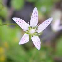 saxifraga_rotundifolia2md