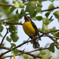 sucrier_a_ventre_jaune_-_coereba_flaveola3sd (Coereba flaveola)