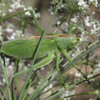 tettigonia_viridissima6bd