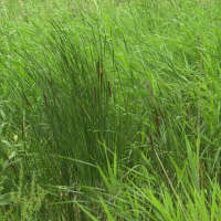 Typha angustifolia (Massette à feuilles étroites)