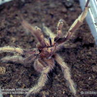 acanthoscurria_antillensis1ml (Acanthoscurria antillensis)