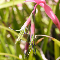 bilbergia_nutans2md (Bilbergia nutans)