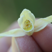 cephalanthera_damasonium2md