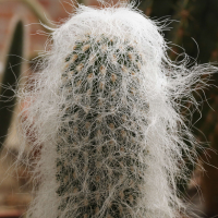 cephalocereus_senilis2md