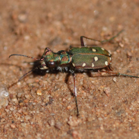 cicindela_campestris2bd (Cicindela campestris)