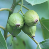 cordia_subcordata4md (Cordia subcordata)