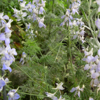 Delphinium_ajacis (Delphinium (= Consolida) ajacis)