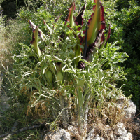 dracunculus_vulgaris6md (Dracunculus vulgaris)