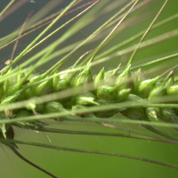 echinochloa_crus-galli2amd (Echinochloa crus-galli)