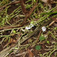 elettaria_cardamomum3md (Elettaria cardamomum)