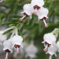 erica_lusitanica3md (Erica lusitanica)