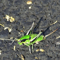 Eupholidoptera chabrieri (Decticelle splendide)