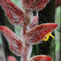 heliconia_danielsiana4md