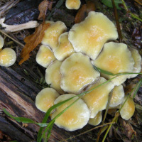 hypholoma_fasciculare5md