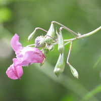 impatiens_glandulifera8md