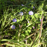 ipomoea_purpurea3md