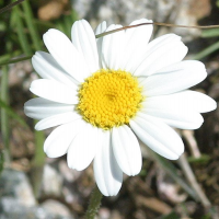 Leucanthemopsis_alpina