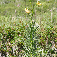 lilium_pyrenaicum3md