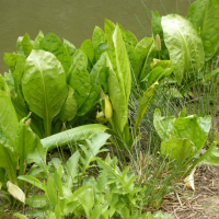 Lysichiton_americanus