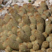 Mammillaria elongata (Mammillaria)