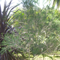 Melaleuca armillaris (Melaleuca, Bracelet honey myrtle)