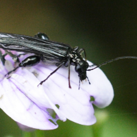 Oedemera atrata (Oedémère noire)