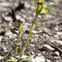Ophrys fusca (Ophrys brun)