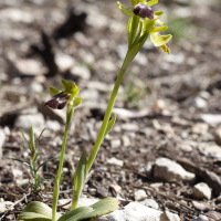 ophrys_fusca1md