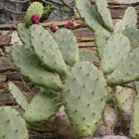 Opuntia_elatior