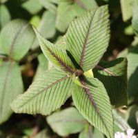 persicaria_campanulata2md