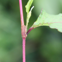 persicaria_chinensis2md