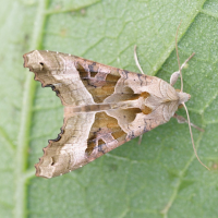 phlogophora_meticulosa2bd