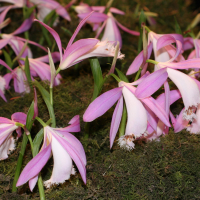 pleione_formosana2md