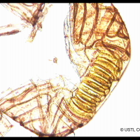 polypodium_australe5ccmic