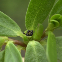 portulaca_oleracea4md