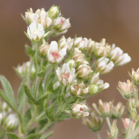 potentilla_caulescens2md