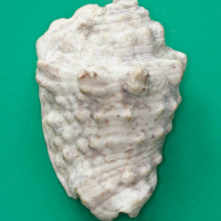 Strombus lentiginosus (Strombe argenté)