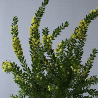 Acacia armata (Mimosa paradoxal)